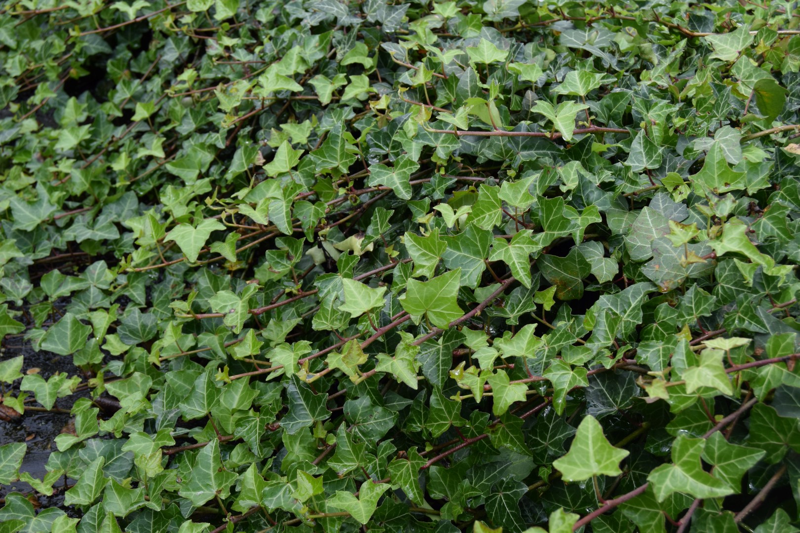 Hedera helix